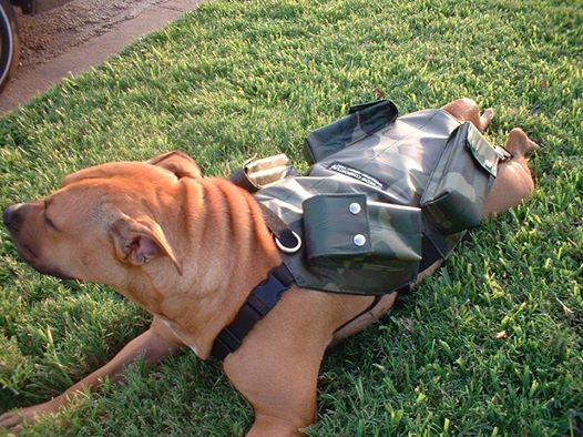 dog weight harness