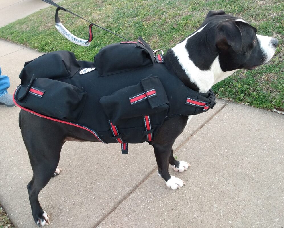 Weighted dog vest 