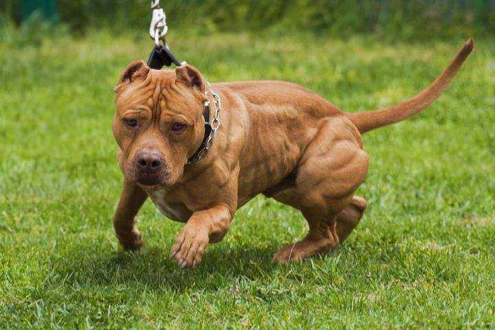 pit bull muscle building 