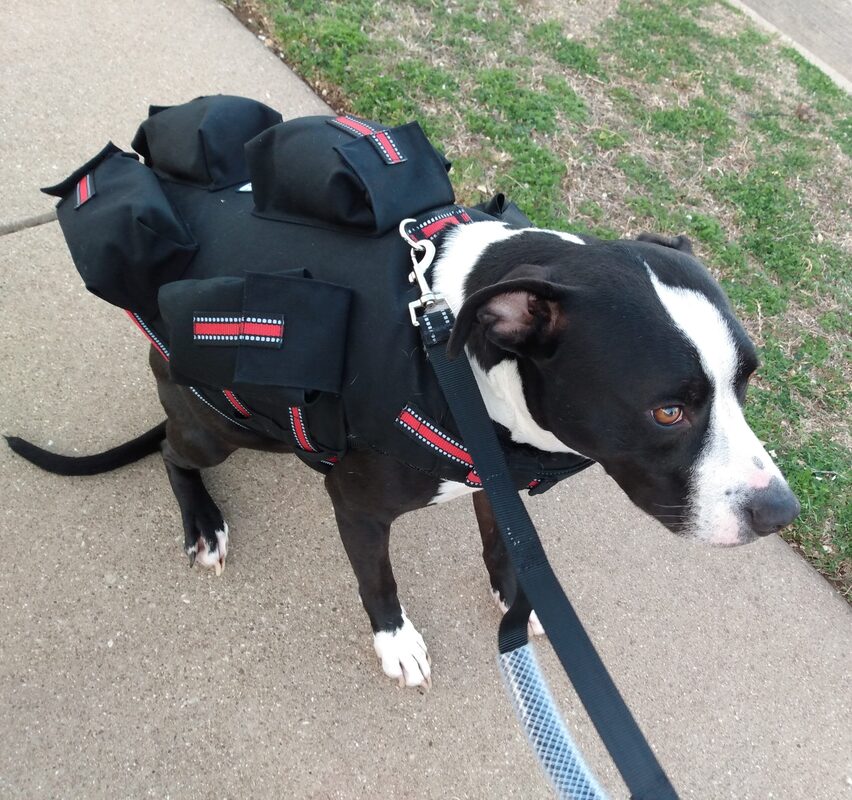 Dog weight training vest