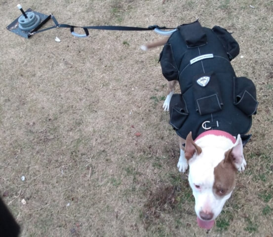 dog weighted vest exercise